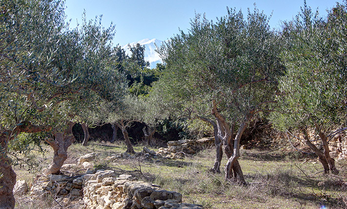 ΝΟΤΙΟΑΝΑΤΟΛΙΚΗ ΕΚΤΑΣΗ ΜΕ ΚΥΠΑΡΙΣΣΙΑ ΚΑΙ ΕΛΑΙΩΝΑ