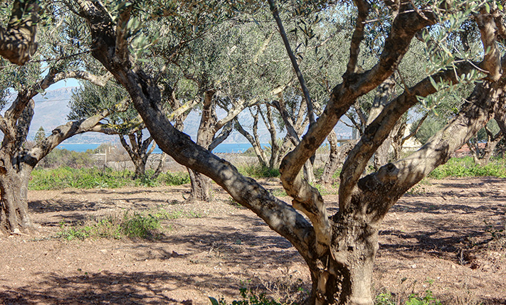 ΑΝΕΤΟ ΟΙΚΟΠΕΔΟ ΜΕ ΕΛΙΕΣ ΚΟΝΤΑ ΣΤΗ ΘΑΛΑΣΣΑ