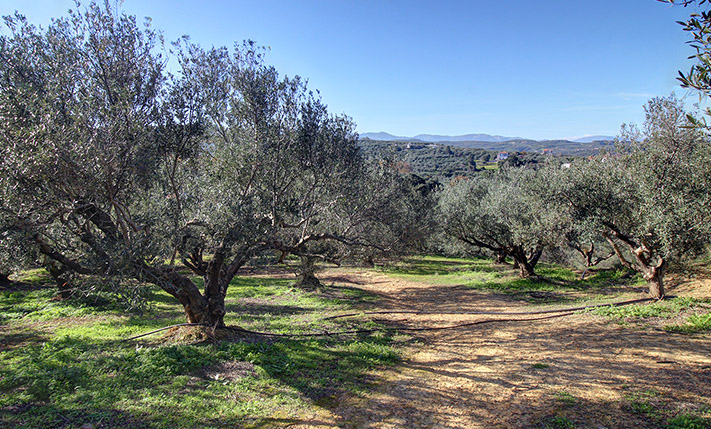 ΠΕΡΙΠΟΙΗΜΕΝΑ ΔΕΝΤΡΑ ΜΕ ΕΥΚΟΛΗ ΠΡΟΣΒΑΣΗ