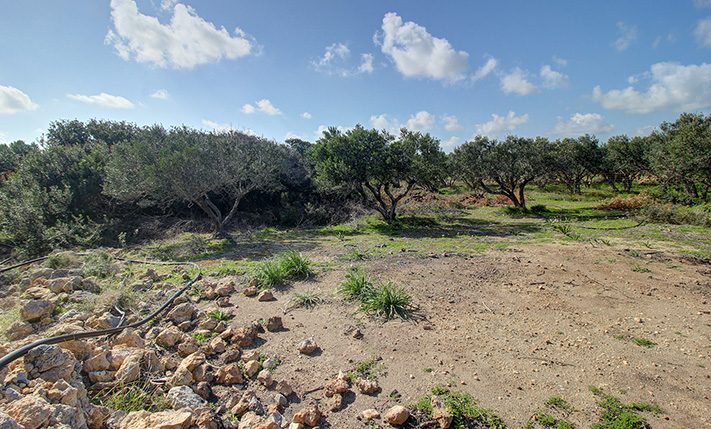 ΕΛΙΕΣ ΚΟΝΤΑ ΣΤΗ ΘΑΛΑΣΣΑ 10' ΑΠΟ ΤΟ ΕΛΑΦΟΝΗΣΙ