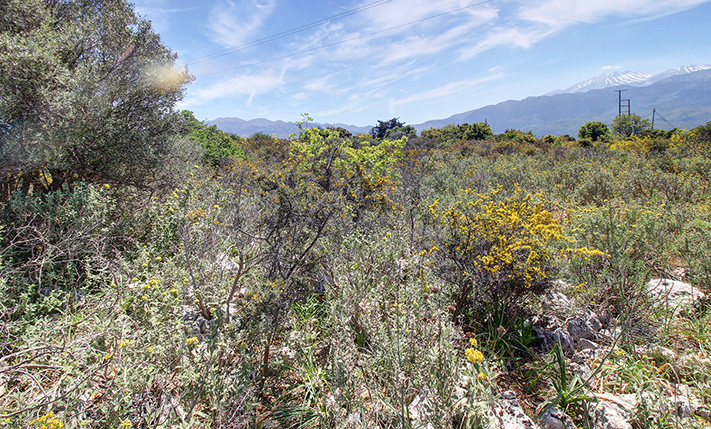 PARCEL WITH LOCAL VEGETATION & A SMALL FOREST