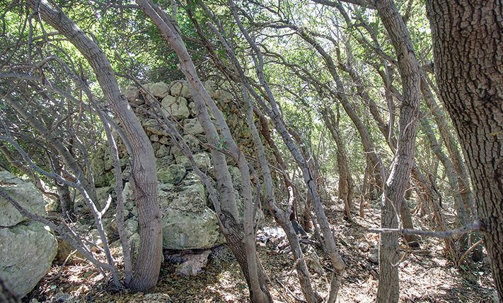 PARCEL WITH LOCAL VEGETATION & A SMALL FOREST