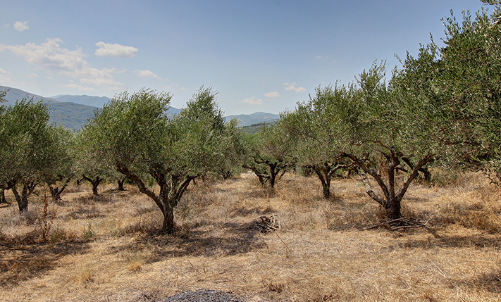 ΤΜΗΜΑ ΟΙΚΟΠΕΔΟΥ ΜΕ ΔΟΜΗΣΗ ΓΙΑ ΑΝΕΤΗ ΚΑΤΟΙΚΙΑ