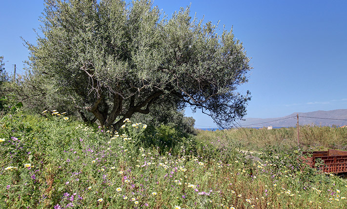 ΟΙΚΟΠΕΔΟ ΜΕ ΠΡΑΝΕΣ ΠΟΥ ΔΙΑΣΦΑΛΙΖΕΙ ΤΗ ΘΕΑ
