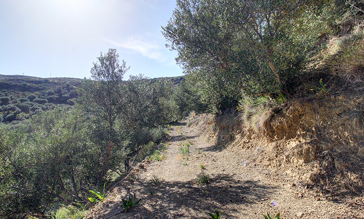A TERRACED OLIVE GROVE OUT OF KISSAMOS