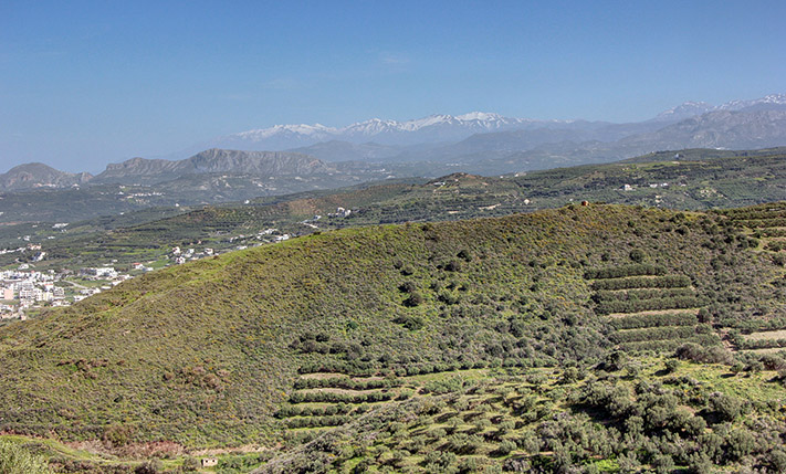 A TERRACED OLIVE GROVE OUT OF KISSAMOS
