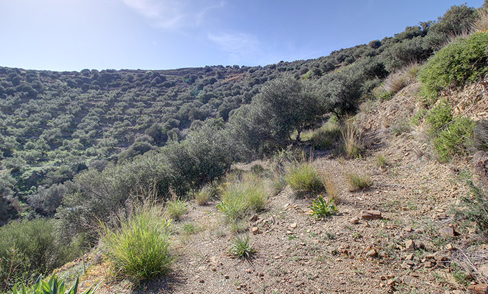 A TERRACED OLIVE GROVE OUT OF KISSAMOS