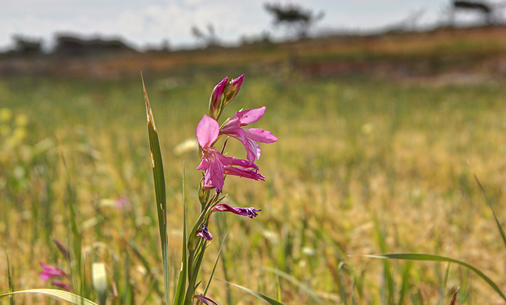 ΕΠΙΠΕΔΗ ΚΑΛΛΙΕΡΓΗΣΙΜΗ ΑΓΡΟΤΙΚΗ ΕΚΤΑΣΗ