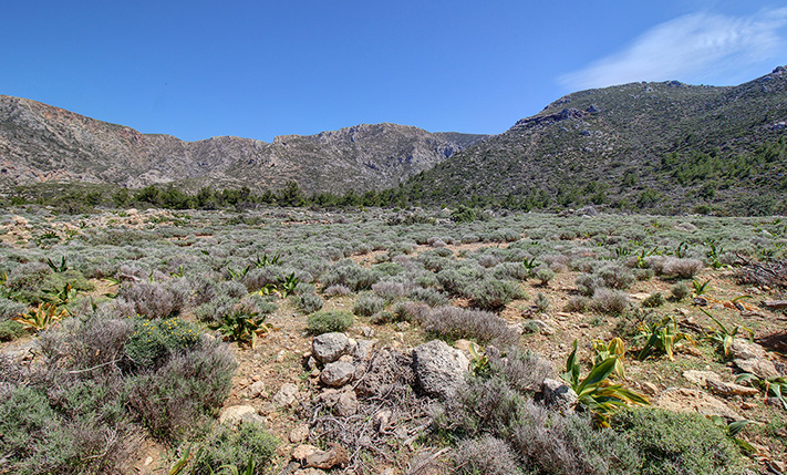 LAND WITH VIEWS & A FOREST 5 KM FROM ELAFONISI