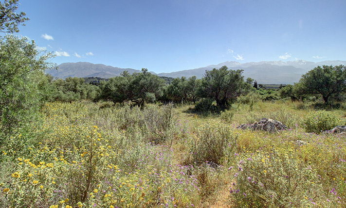 EASY-TO-MAINTAIN OLIVE GROVE NEAR KEFALAS