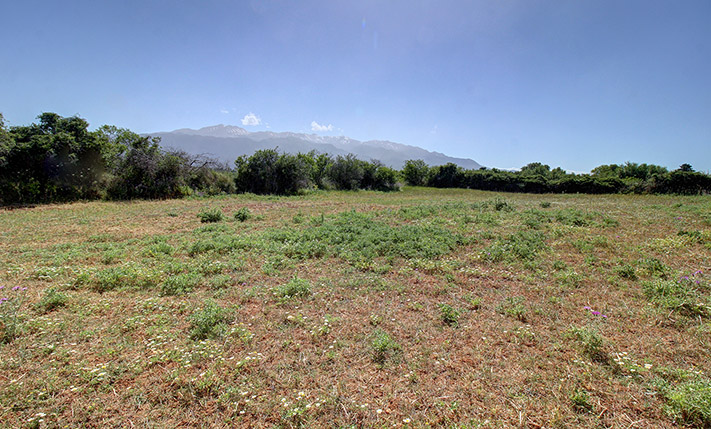 EASY-TO-MAINTAIN OLIVE GROVE NEAR KEFALAS