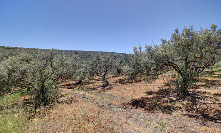 ΕΛΑΙΩΝΑΣ ΜΕ ΘΕΑ ΘΑΛΑΣΣΑ ΣΕ ΑΣΦΑΛΤΟ