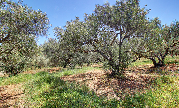 OLIVE GROVE WITH SEA VIEWS ON AN ASPHALT ROAD