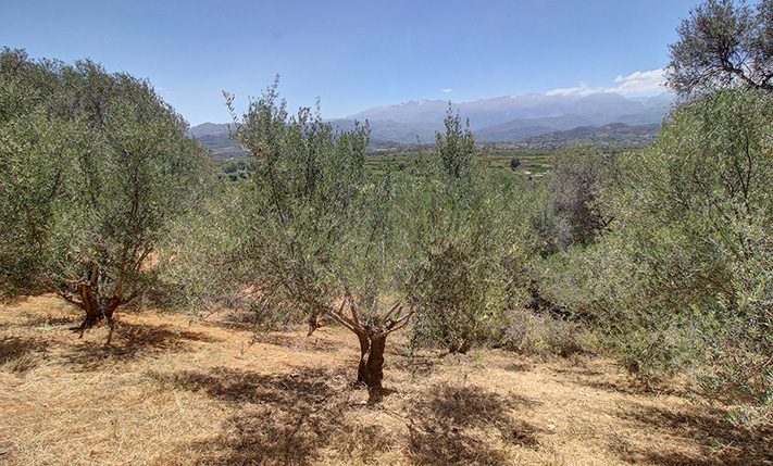 PANORAMIC VIEWS UP TO THE WHITE MOUNTAINS