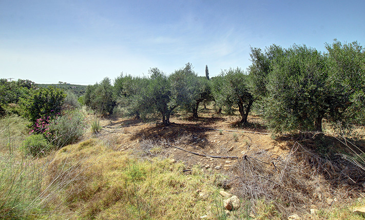 ΕΝΤΟΣ ΟΙΚΙΣΜΟΥ ΑΛΛΑ ΜΕΣΑ ΣΕ ΕΛΑΙΩΝΕΣ