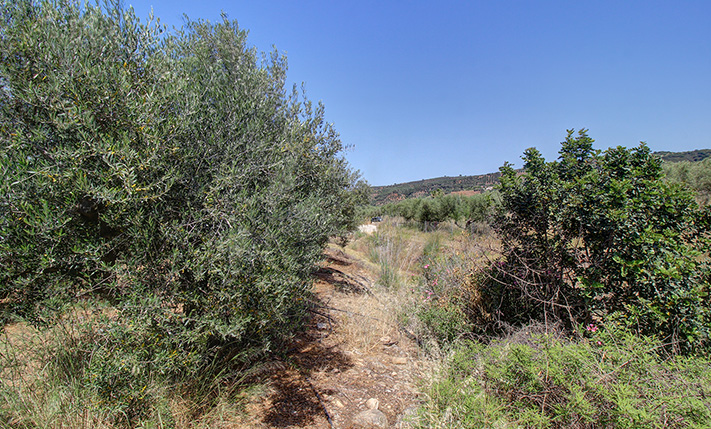 ΕΝΤΟΣ ΟΙΚΙΣΜΟΥ ΑΛΛΑ ΜΕΣΑ ΣΕ ΕΛΑΙΩΝΕΣ