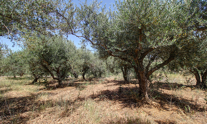IN A RESIDENTIAL ZONE BUT AMONG THE OLIVE GROVES