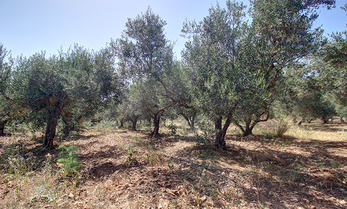 ΕΝΤΟΣ ΟΙΚΙΣΜΟΥ ΑΛΛΑ ΜΕΣΑ ΣΕ ΕΛΑΙΩΝΕΣ