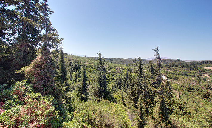 A FORESTED NORTH-FACING SLOPE WITH SEA VIEWS