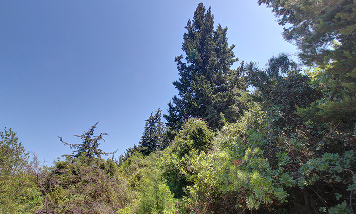 A FORESTED NORTH-FACING SLOPE WITH SEA VIEWS