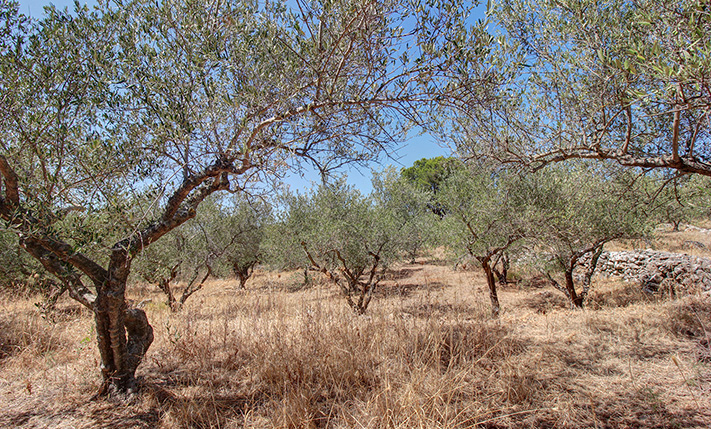 FACE ON A MAIN ROAD WITH DEVELOPMENT ALTERNATIVES