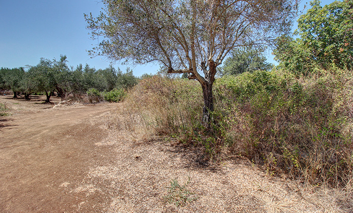 AN AFFORDABLE MONEY INVESTMENT IN APOKORONAS