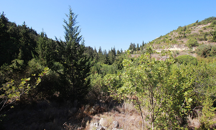 ΔΑΣΥΛΛΙΟ ΜΕ ΕΤΟΙΜΗ ΑΔΕΙΑ ΝΟΤΙΑ ΤΗΣ ΑΛΜΥΡΙΔΑΣ