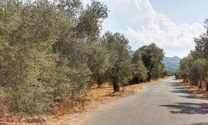 ΕΠΙΠΕΔΟΣ ΟΡΘΟΓΩΝΙΟΣ ΕΛΑΙΩΝΑΣ ΣΕ ΑΣΦΑΛΤΟ