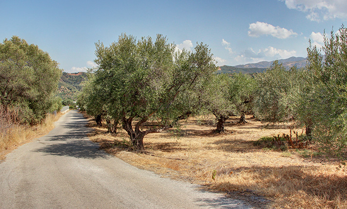 20 ΜΕΓΑΛΑ ΕΛΑΙΟΔΕΝΤΡΑ ΣΤΙΣ ΒΟΥΚΟΛΙΕΣ