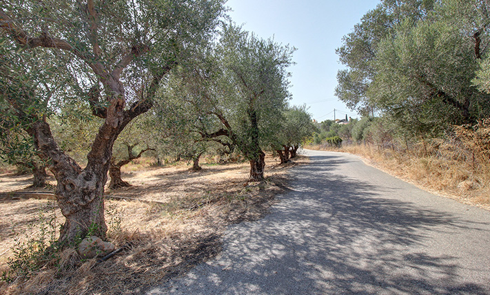 20 ΜΕΓΑΛΑ ΕΛΑΙΟΔΕΝΤΡΑ ΣΤΙΣ ΒΟΥΚΟΛΙΕΣ