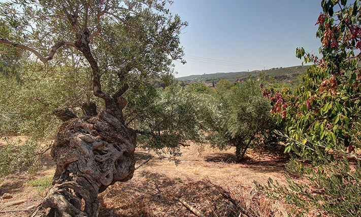 ΤΟΠΟΘΕΤΗΣΗ ΜΕ ΜΕΓΑΛΗ ΕΠΙΦΑΝΕΙΑ ΚΑΙ ΔΟΜΗΣΗ
