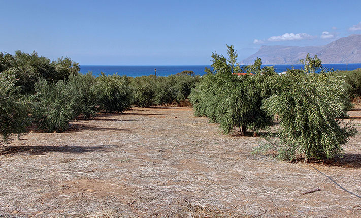 ΕΛΑΙΩΝΑΣ ΜΕ ΘΕΑ ΚΟΝΤΑ ΣΕ ΚΟΜΒΟ