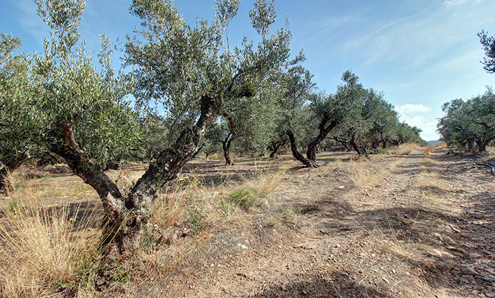 OLIVE GROVE WITH SEA VIEWS CLOSE TO INTERCHANGE