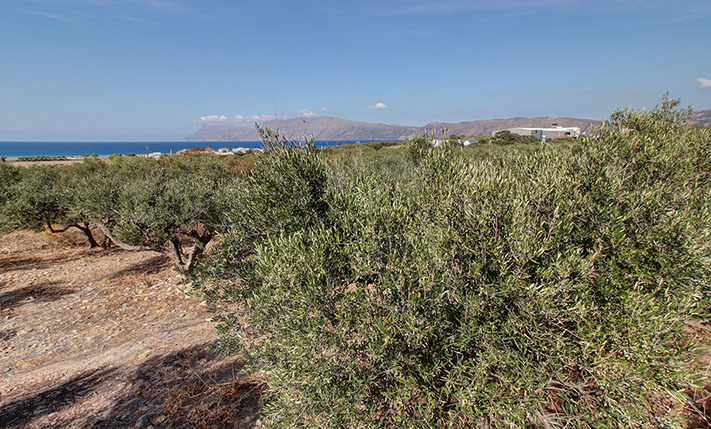 ΕΛΑΙΩΝΑΣ ΜΕ ΘΕΑ ΚΟΝΤΑ ΣΕ ΚΟΜΒΟ