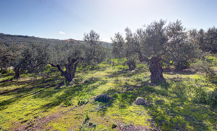 ΟΙΚΟΠΕΔΟ ΠΟΥ ΜΟΙΡΑΖΕΤΑΙ ΜΕ ΥΨΗΛΗ ΔΟΜΗΣΗ