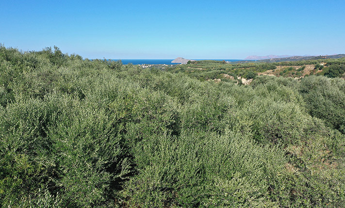 ΝΟΤΙΟΑΝΑΤΟΛΙΚΗ ΚΛΙΣΗ ΣΕ ΚΑΤΑΦΥΤΗ ΠΕΡΙΟΧΗ