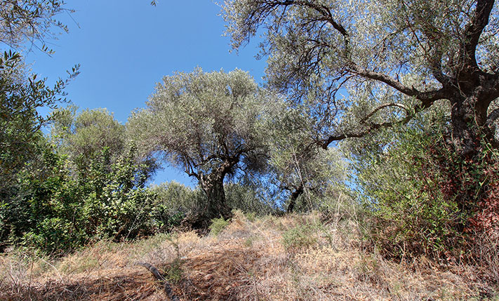 SOUTHEAST SLOPE IN A LUSH AREA