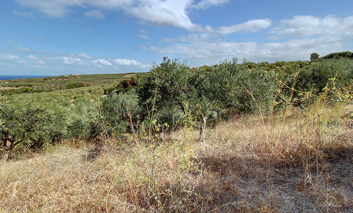 ΕΥΘΕΙΑ ΘΕΑ ΘΑΛΑΣΣΑ ΜΕΣΑ ΣΤΟΥΣ ΕΛΑΙΩΝΕΣ