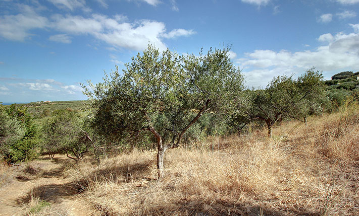 ΕΥΘΕΙΑ ΘΕΑ ΘΑΛΑΣΣΑ ΜΕΣΑ ΣΤΟΥΣ ΕΛΑΙΩΝΕΣ
