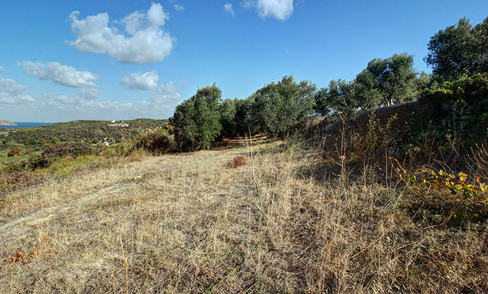 ΧΩΡΑΦΙ ΜΕ ΘΕΑ ΣΕ ΕΛΑΙΩΝΕΣ