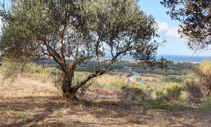 FARM LAND WITH VIEWS AMONG THE OLIVE GROVES
