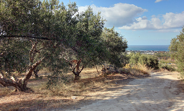 55 ΩΡΙΜΑ ΚΑΙ ΠΑΡΑΓΩΓΙΚΑ ΕΛΑΙΟΔΕΝΤΡΑ
