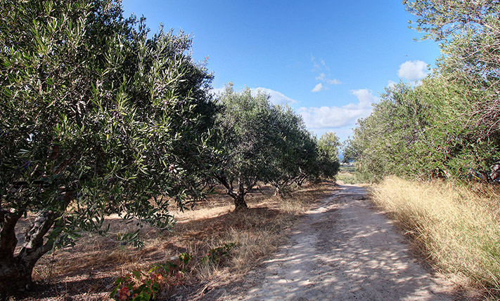 55 MATURE & PRODUCTIVE OLIVE TREES
