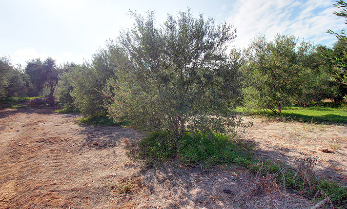 ΚΟΝΤΑ ΣΕ ΚΟΜΒΟ ΤΟΥ ΒΟΑΚ ΜΕ ΕΥΚΟΛΗ ΠΡΟΣΒΑΣΗ