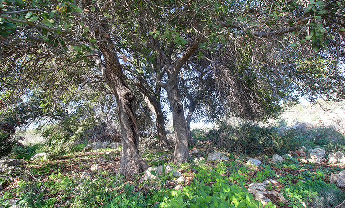 ΠΟΛΥΤΕΛΗΣ ΕΚΤΑΣΗ ΒΟΡΕΙΟΑΝΑΤΟΛΙΚΑ ΤΗΣ ΠΟΛΗΣ