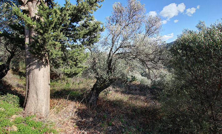 LAND ON A SOUTHEAST FACING SLOPE IN NATURE