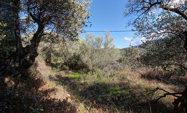 LAND ON A SOUTHEAST FACING SLOPE IN NATURE