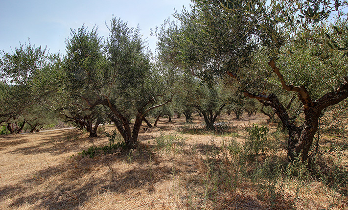 FUNCTIONAL & AFFORDABLE FOR A DETACHED HOUSE