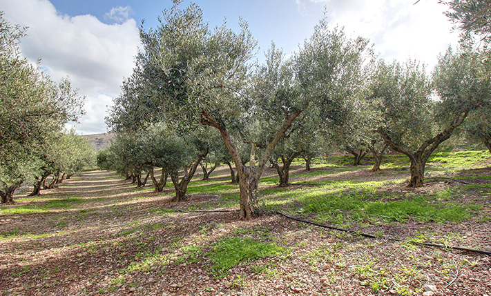 ΜΟΝΑΔΙΚΗ ΤΟΠΟΘΕΣΙΑ & ΑΠΟΛΥΤΗ ΑΡΜΟΝΙΑ