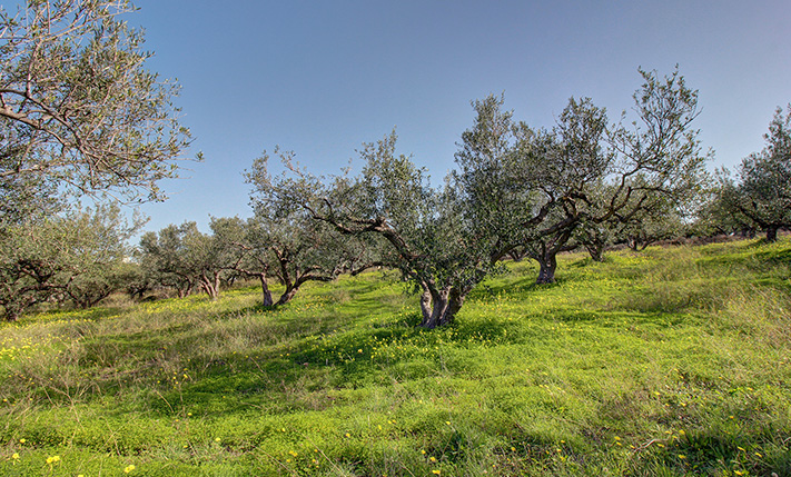 ΕΠΑΓΓΕΛΜΑΤΙΚΗ ΕΚΤΑΣΗ ΣΕ ΑΝΑΠΤΥΣΣΟΜΕΝΗ ΠΕΡΙΟΧΗ